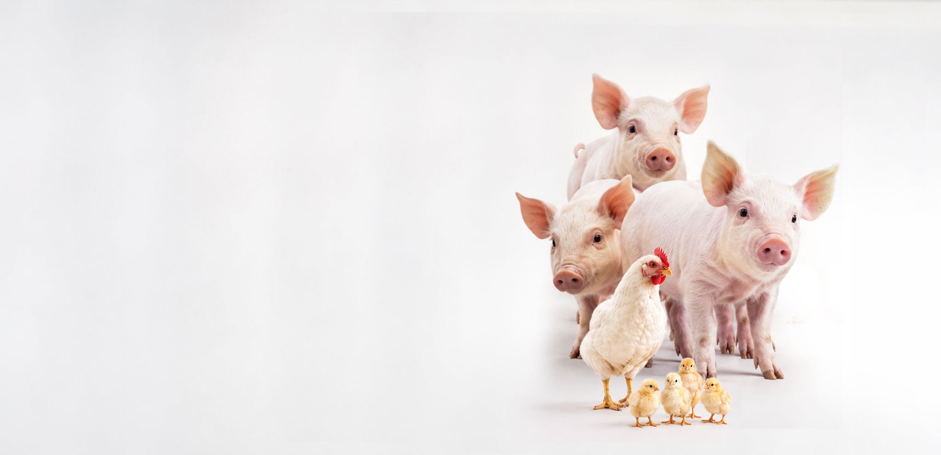 Cerdos, gallina y pollitos — diagnóstico para producción pecuaria